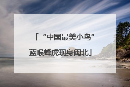“中国最美小鸟”蓝喉蜂虎现身闽北
