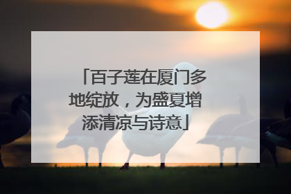 百子莲在厦门多地绽放，为盛夏增添清凉与诗意