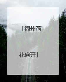 福州荷花盛开