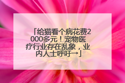 给猫看个病花费2000多元！宠物医疗行业存在乱象，业内人士呼吁→