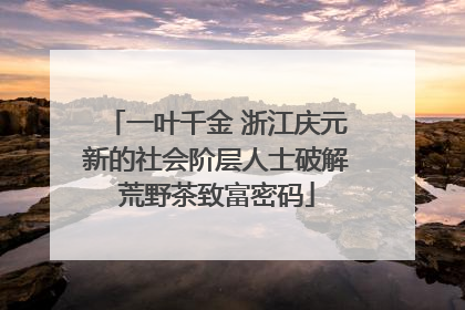 一叶千金 浙江庆元新的社会阶层人士破解荒野茶致富密码