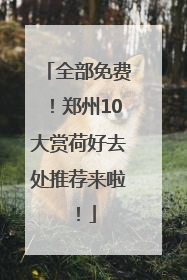 全部免费！郑州10大赏荷好去处推荐来啦！