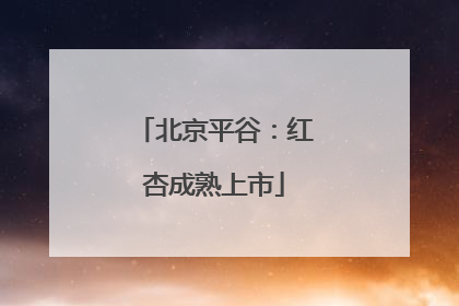 北京平谷：红杏成熟上市