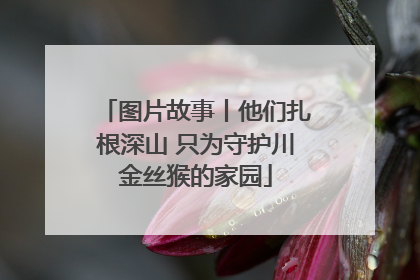图片故事丨他们扎根深山 只为守护川金丝猴的家园