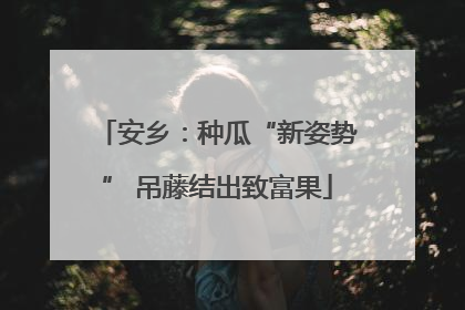 安乡：种瓜“新姿势” 吊藤结出致富果