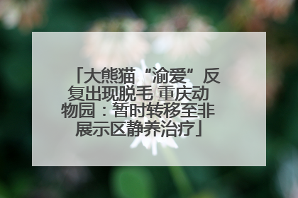 大熊猫“渝爱”反复出现脱毛 重庆动物园：暂时转移至非展示区静养治疗