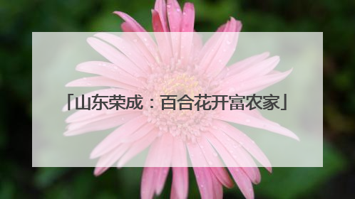 山东荣成：百合花开富农家