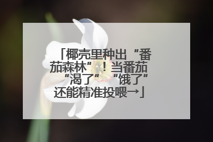 椰壳里种出“番茄森林”！当番茄“渴了”“饿了”还能精准投喂→
