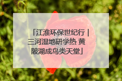 江淮环保世纪行｜三河湿地研学热 黄陂湖成鸟类天堂