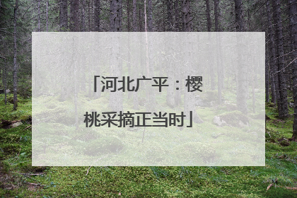 河北广平：樱桃采摘正当时