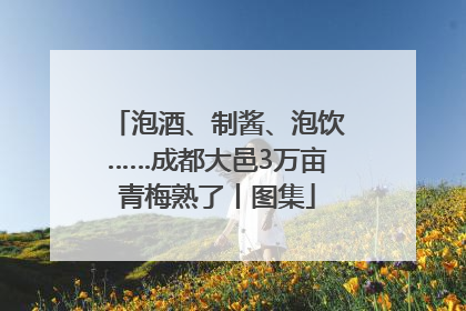 泡酒、制酱、泡饮……成都大邑3万亩青梅熟了丨图集