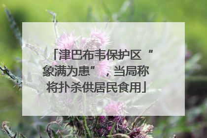 津巴布韦保护区“象满为患”，当局称将扑杀供居民食用