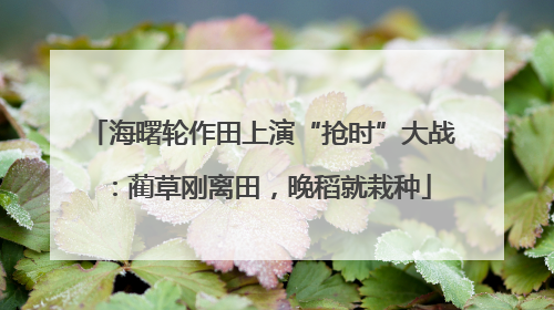 海曙轮作田上演“抢时”大战：蔺草刚离田，晚稻就栽种