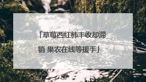 草莓西红柿丰收却滞销 果农在线等援手