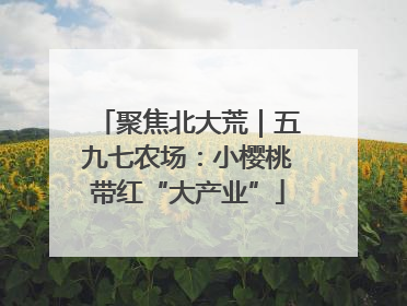 聚焦北大荒｜五九七农场：小樱桃带红“大产业”
