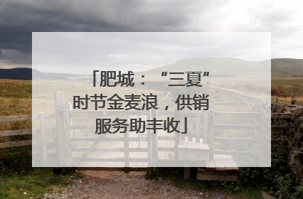 肥城：“三夏”时节金麦浪，供销服务助丰收