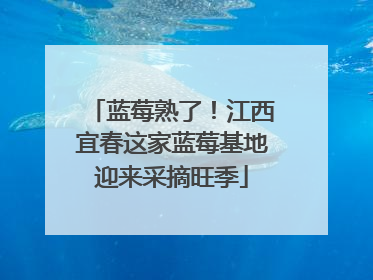 蓝莓熟了！江西宜春这家蓝莓基地迎来采摘旺季