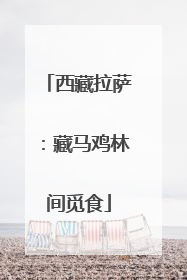 西藏拉萨：藏马鸡林间觅食