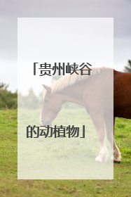 贵州峡谷的动植物