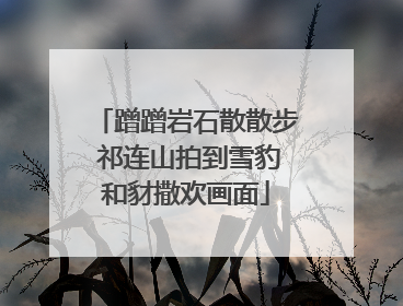 蹭蹭岩石散散步 祁连山拍到雪豹和豺撒欢画面