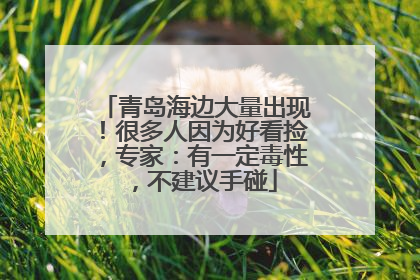 青岛海边大量出现！很多人因为好看捡，专家：有一定毒性，不建议手碰