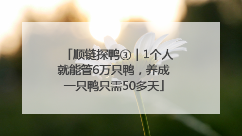 顺链探鸭③｜1个人就能管6万只鸭，养成一只鸭只需50多天