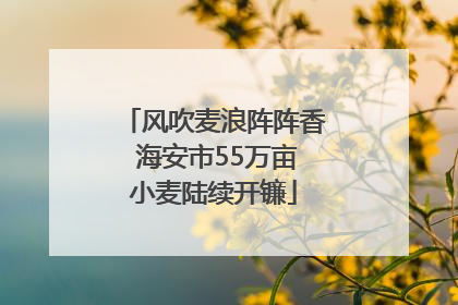 风吹麦浪阵阵香 海安市55万亩小麦陆续开镰