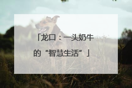 龙口：一头奶牛的“智慧生活”