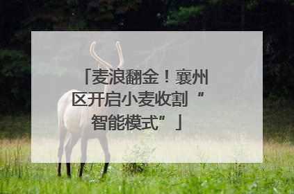麦浪翻金！襄州区开启小麦收割“智能模式”