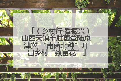 （乡村行·看振兴）山西天镇羊肚菌登陆京津冀 “南菌北种”开出乡村“致富花”